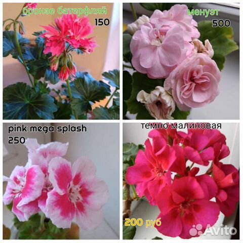 Пеларгонии герани