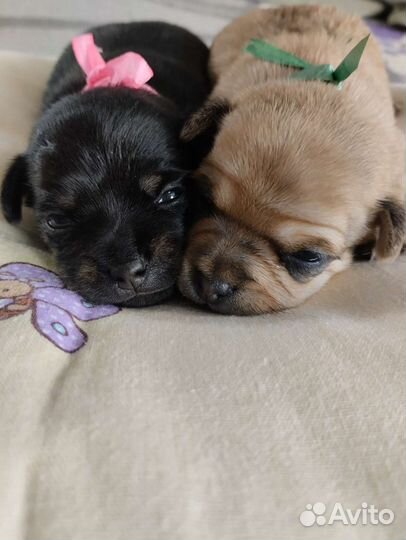 Щенки мини той терьера