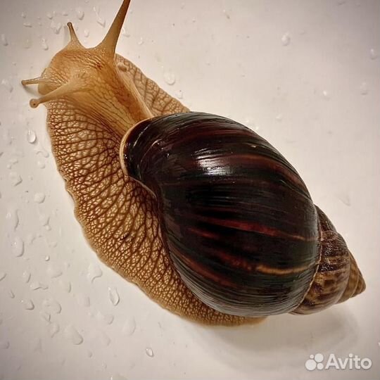 Улитки ахатины бесплатно