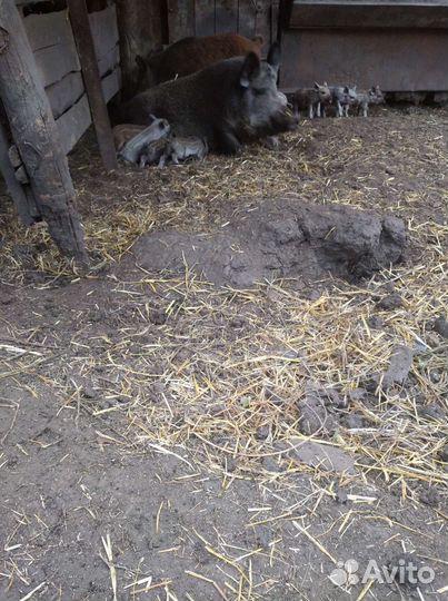 Дикие кабанята