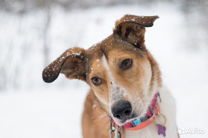 Собака девочка