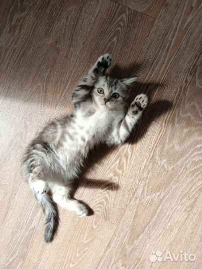 Отдам котёнка в добрые руки