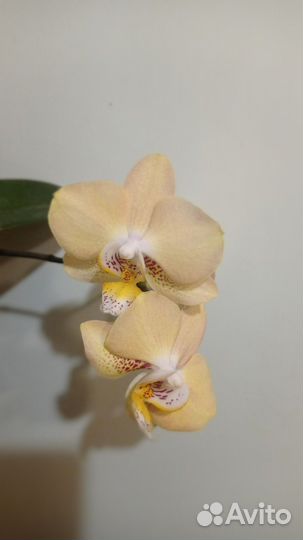 Орхидея Sogo Mandala