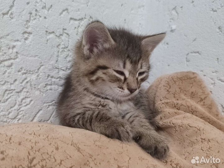 Сибирская кошка