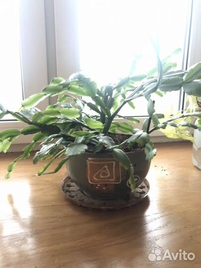 Комнатные растения