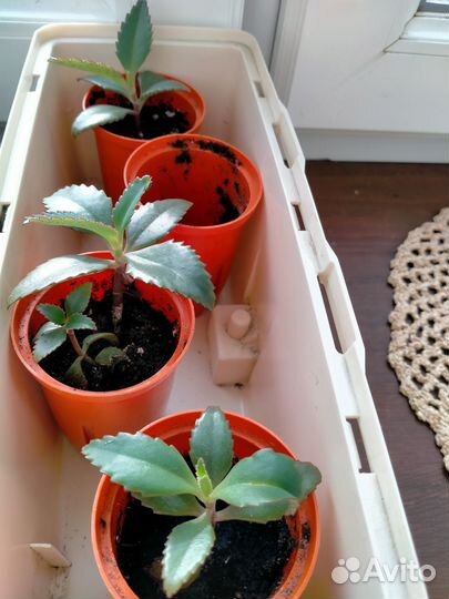 Каланхоэ лечебное