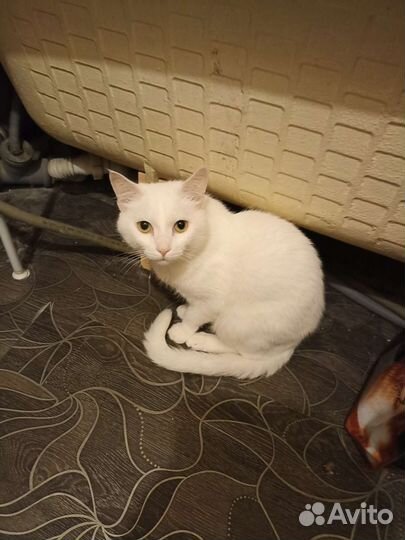 Отдам кота в добрые руки