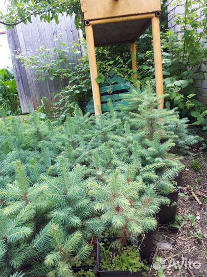 Ель голубая, саженцы круглый год