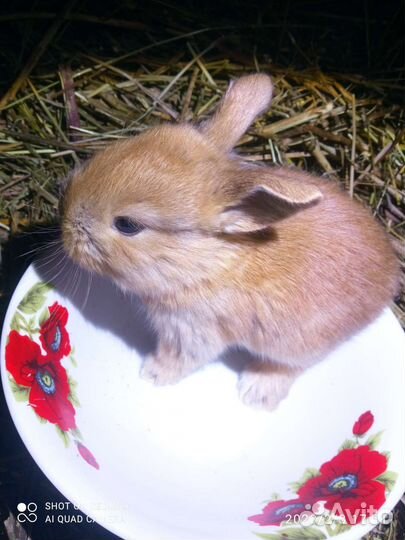 Декоративные карликовые крольчата