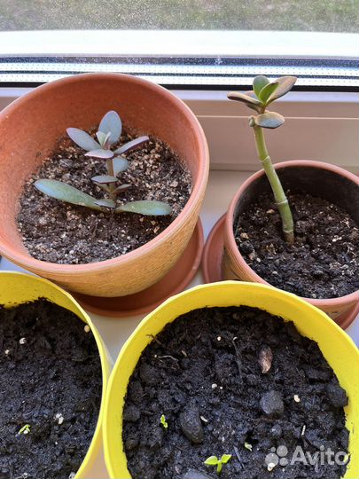 Комнатные растения,цветы, лимоны,денежное дерево