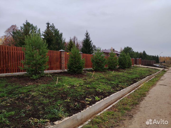 Ель, сосна саженцы (крупномеры) посадка