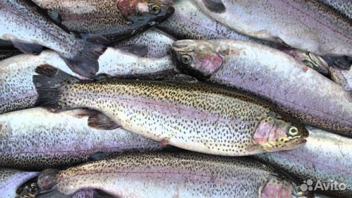 Свежая рыба форель