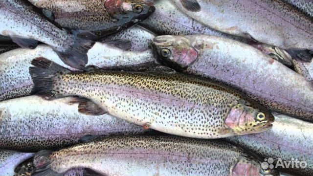 Свежая рыба форель