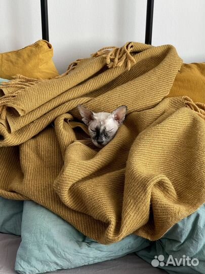 Домашняя передежка животных