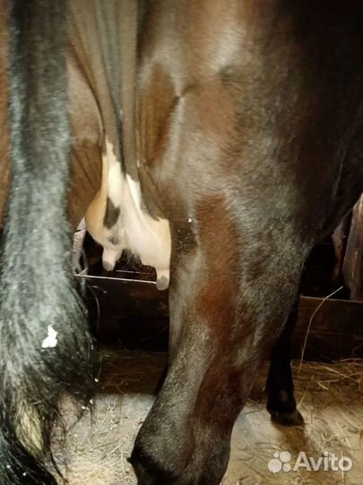 Телочка и нетель