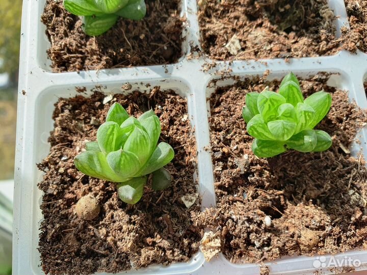 Хавортия синокрассула анакампсерос молодило