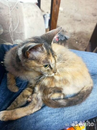 Кошечку спасти