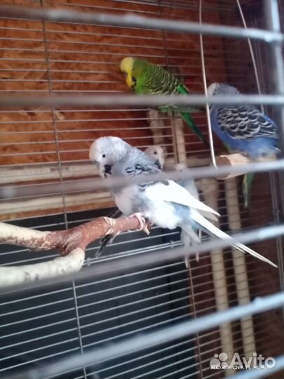 Попугаи ввп Чехи