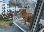 Балкон для кошек