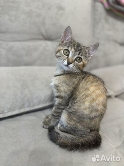 Котенок