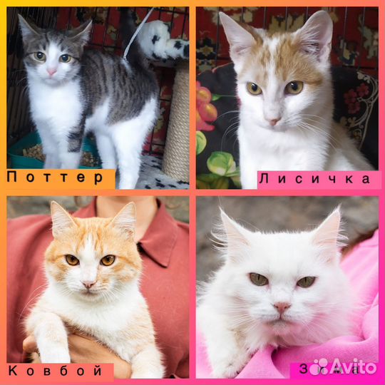 Кошки приюта в добрые руки отдам бесплатно