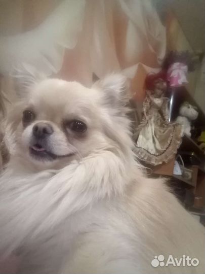 Вязка кобель чихуахуа