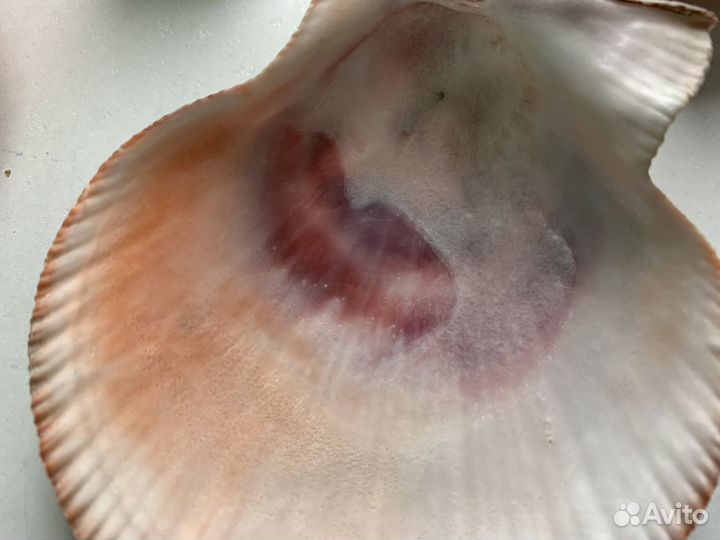 Морские ракушки Дальний Восток Северный Ледовитый