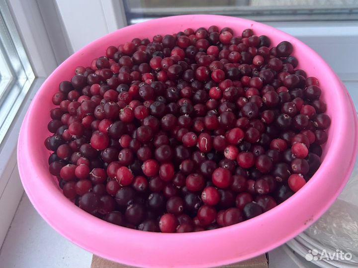 Клюква свежая