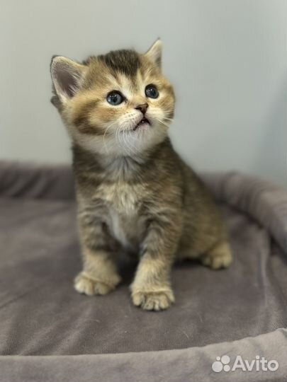 Шотландская девочка