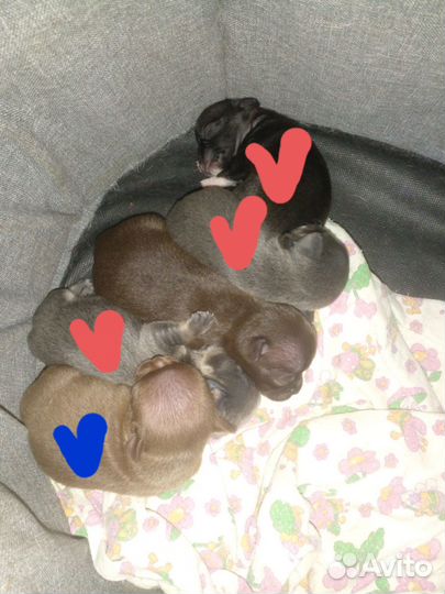 Щенки чихуахуа