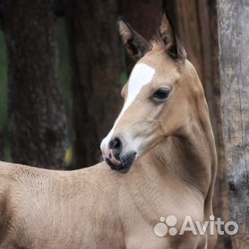 Купить лошадь в Новосибирске , жеребцы, кобылы и жеребята