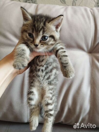 Котята в добрые руки бесплатно