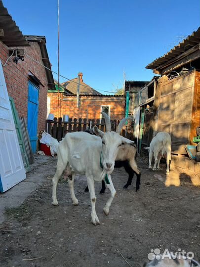 Коза и козёл