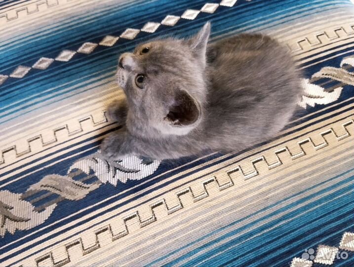 Британская кошечка