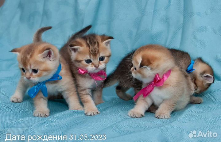 Шотландские котята