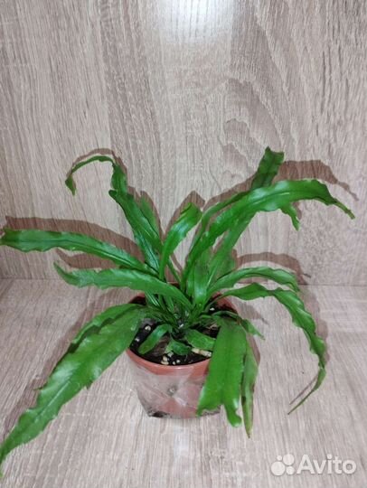 Асплениум, флебодиум и др. папоротники