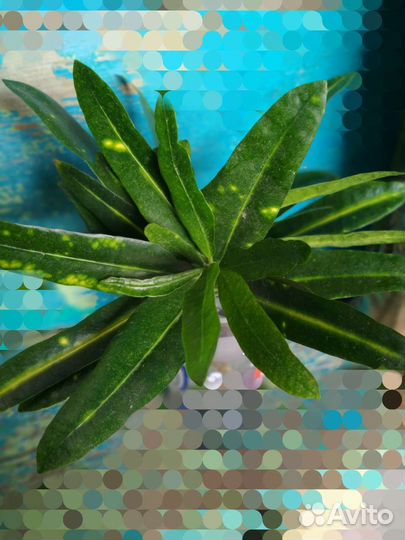 Кротон узколистный