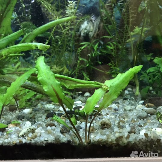 Криптокорина Вендта