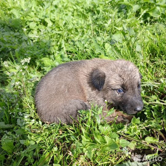 Отдам щенка в добрые руки
