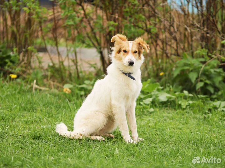 Щенок, 7 месяцев