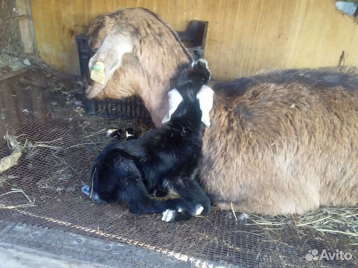 Козы дойные