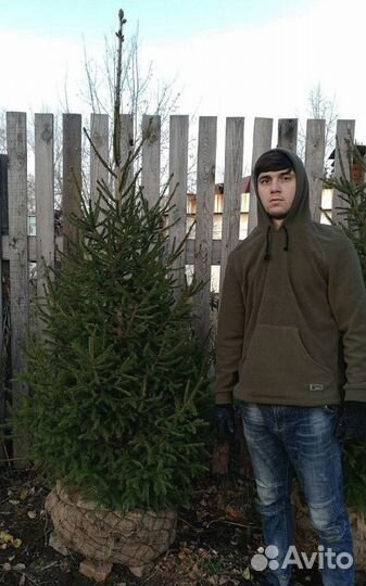 Сибирская ель экстра класс. Саженцы
