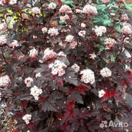 Пузыреплодник