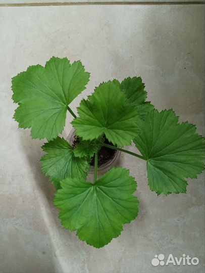 Пеларгония Sally Monro