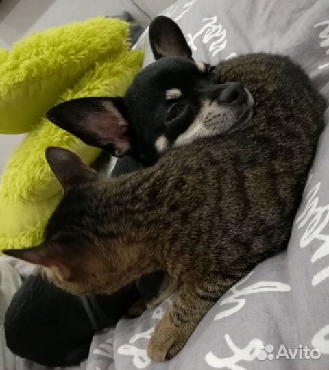 Мини той-терьер