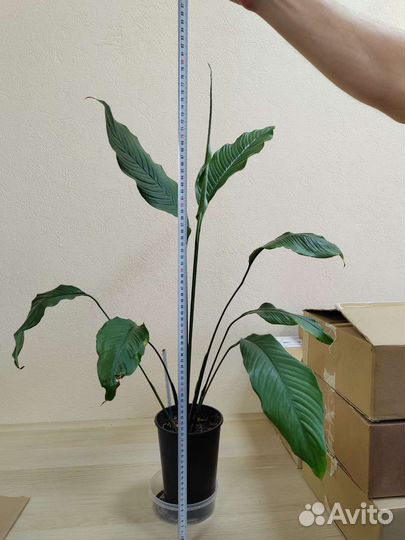 Спатифиллум Гигант 