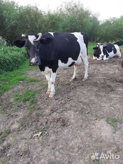 Корова дойная