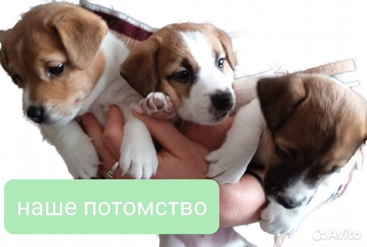 Вязка Джек Рассел терьер