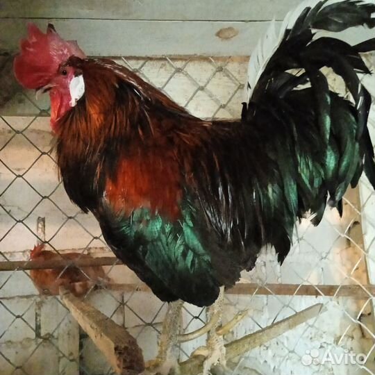 Продаются петухи