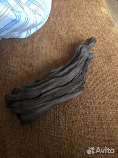 Коряга мангрового дерево